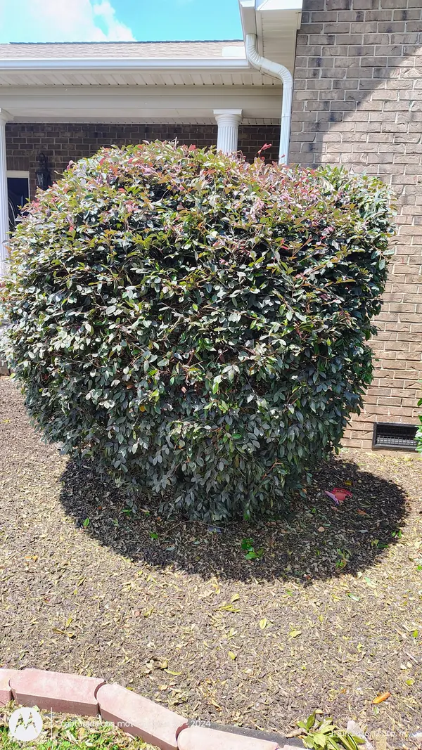 Loropetalum bush trimmed into a rounded shape by Pastor Landscaping